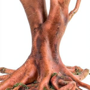 Penguin Books Mystery Thriller Novel English Kindle Edition-0